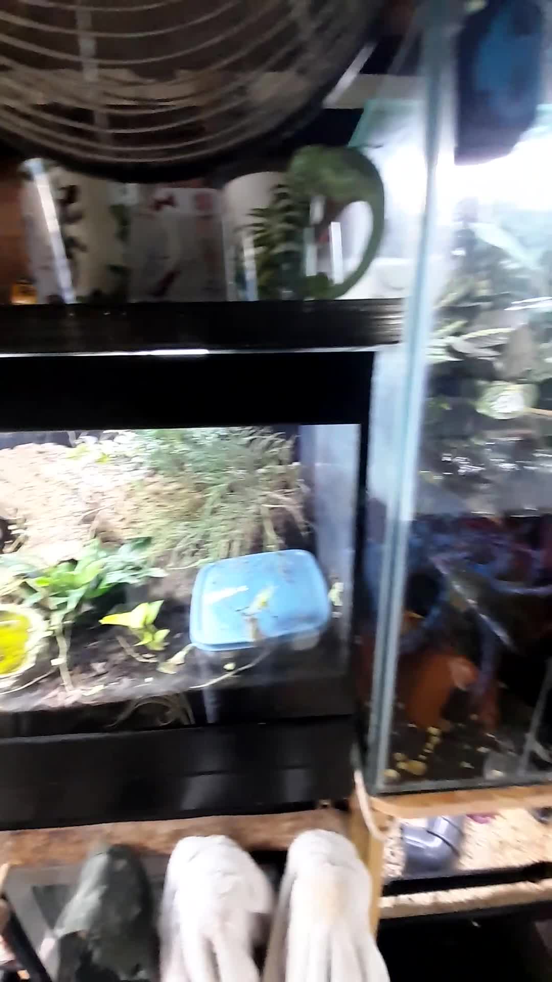 Gecko reptiles for sale: Geckos Fish Frogs full setups - Video 1