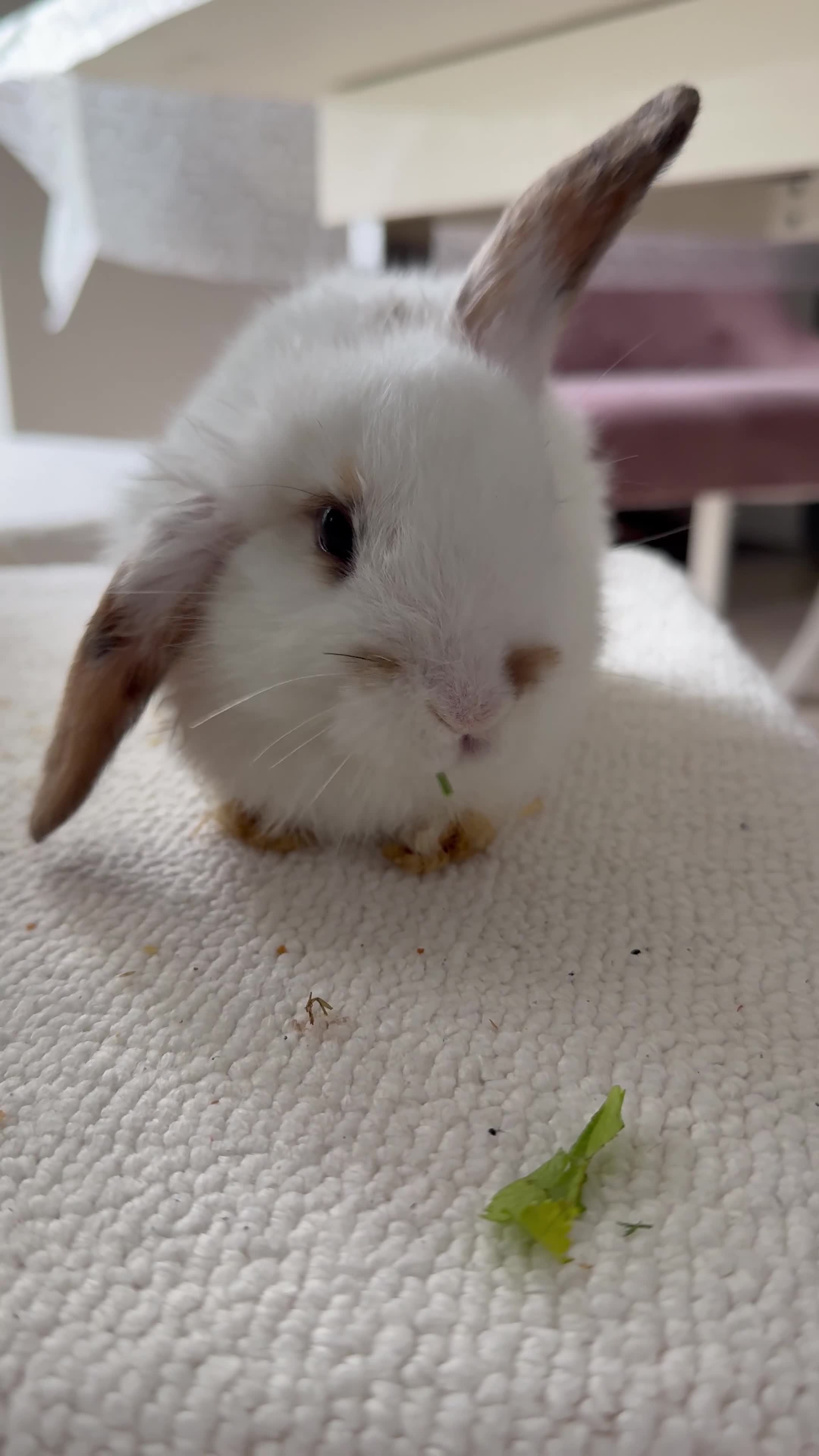 Mini Lop rabbits for sale: 6 Mini Lop rabbits for sale  - Video 1
