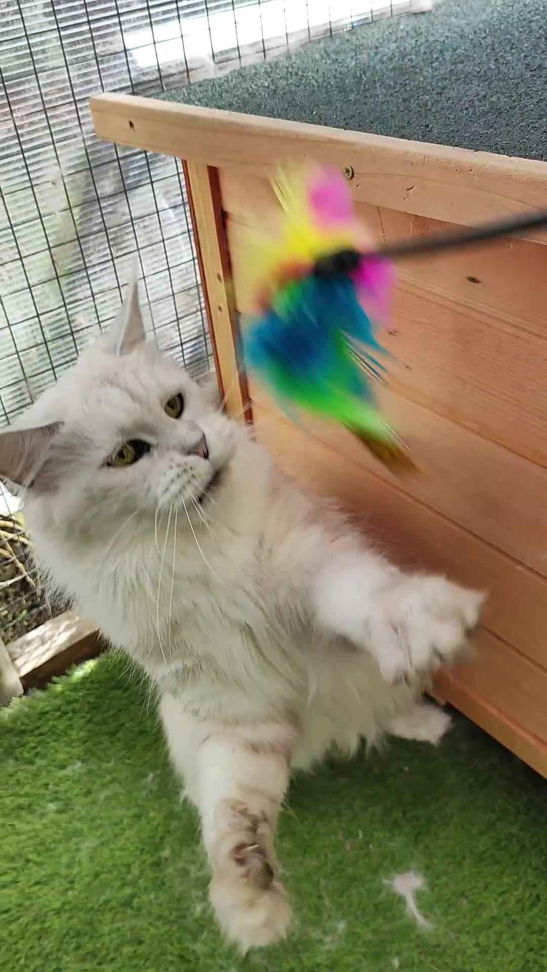 Maine Coon cats for sale: Beautiful NEUTERED girl XXL - Video 2