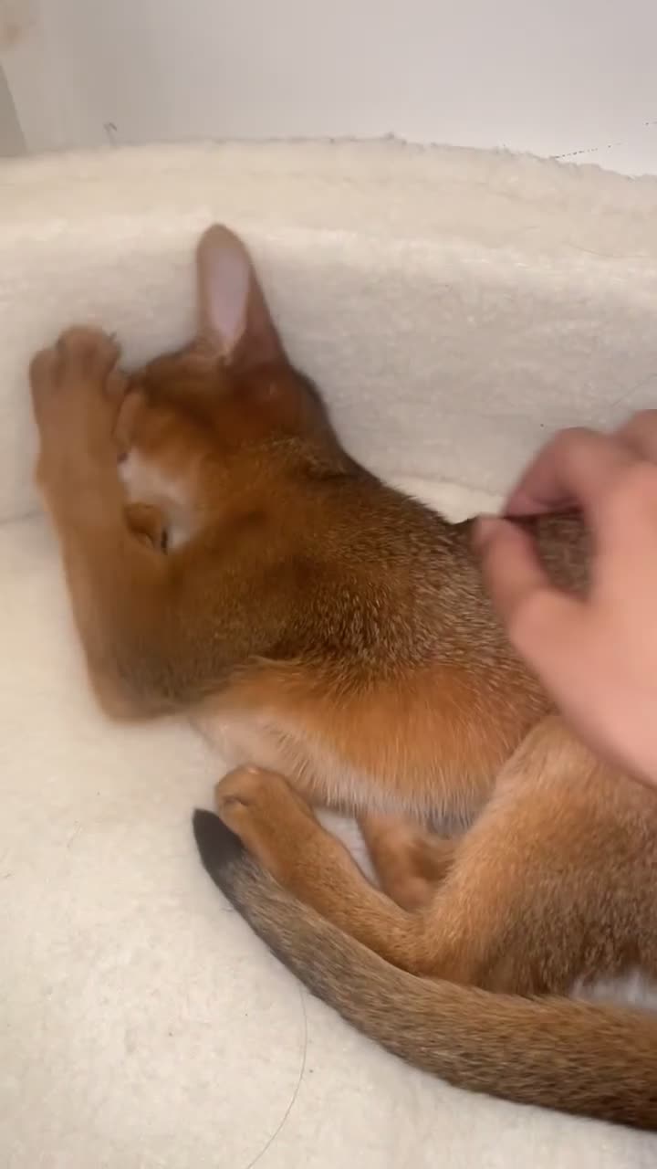 Abyssinian cats for sale: 💙 looking for a new home for Simba 🐾💙 - Video 2