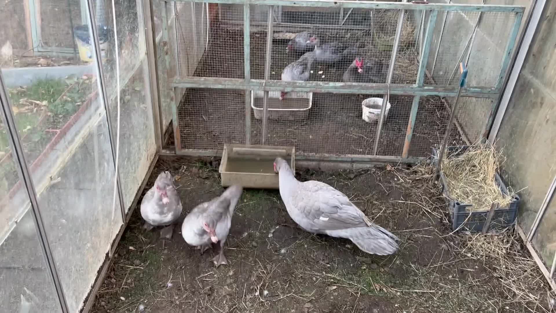 Ducks poultry for sale: Muscovy duck  - Video 2