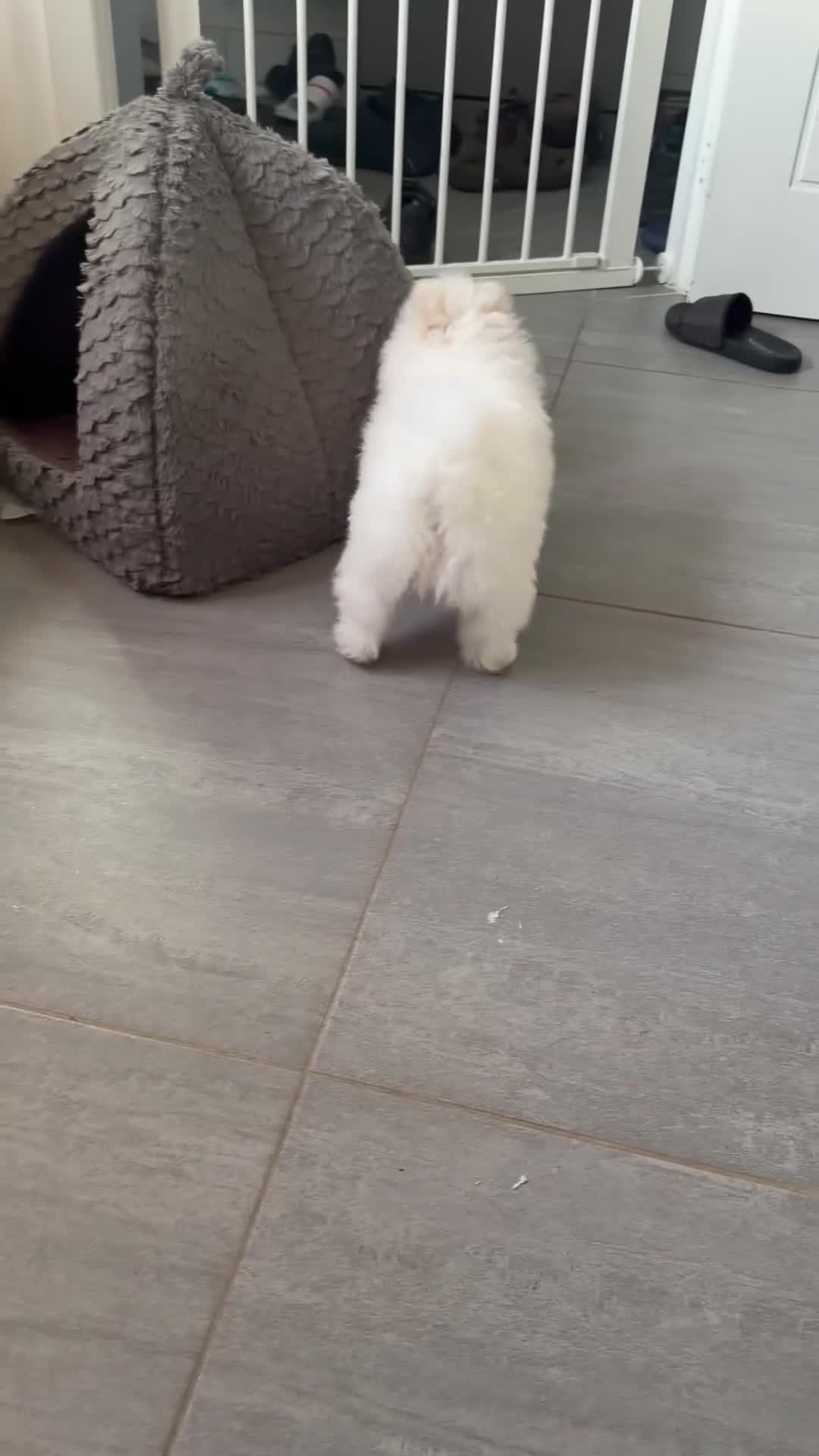 Pomeranian dogs for sale: KC Pomeranian white girl puppy for sale  - Video 1