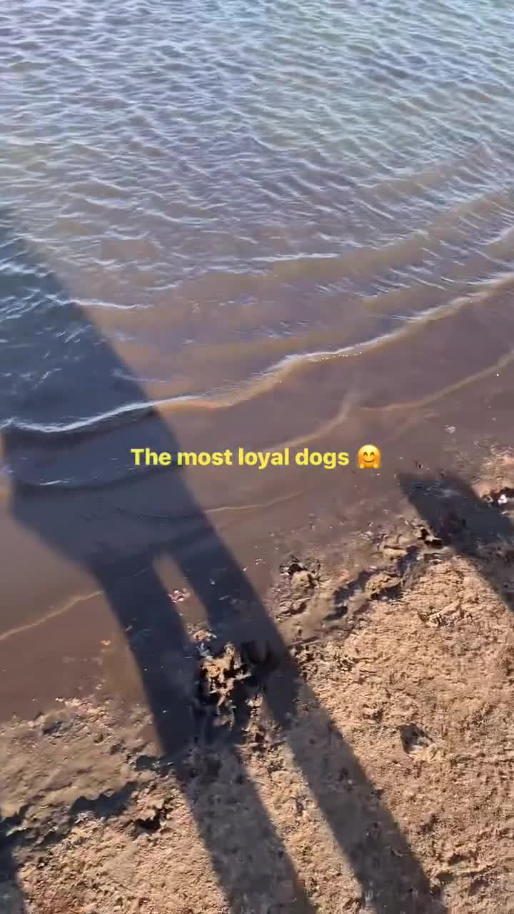 Cane Corso dogs for sale: Cane corsos puppies  - Video 3