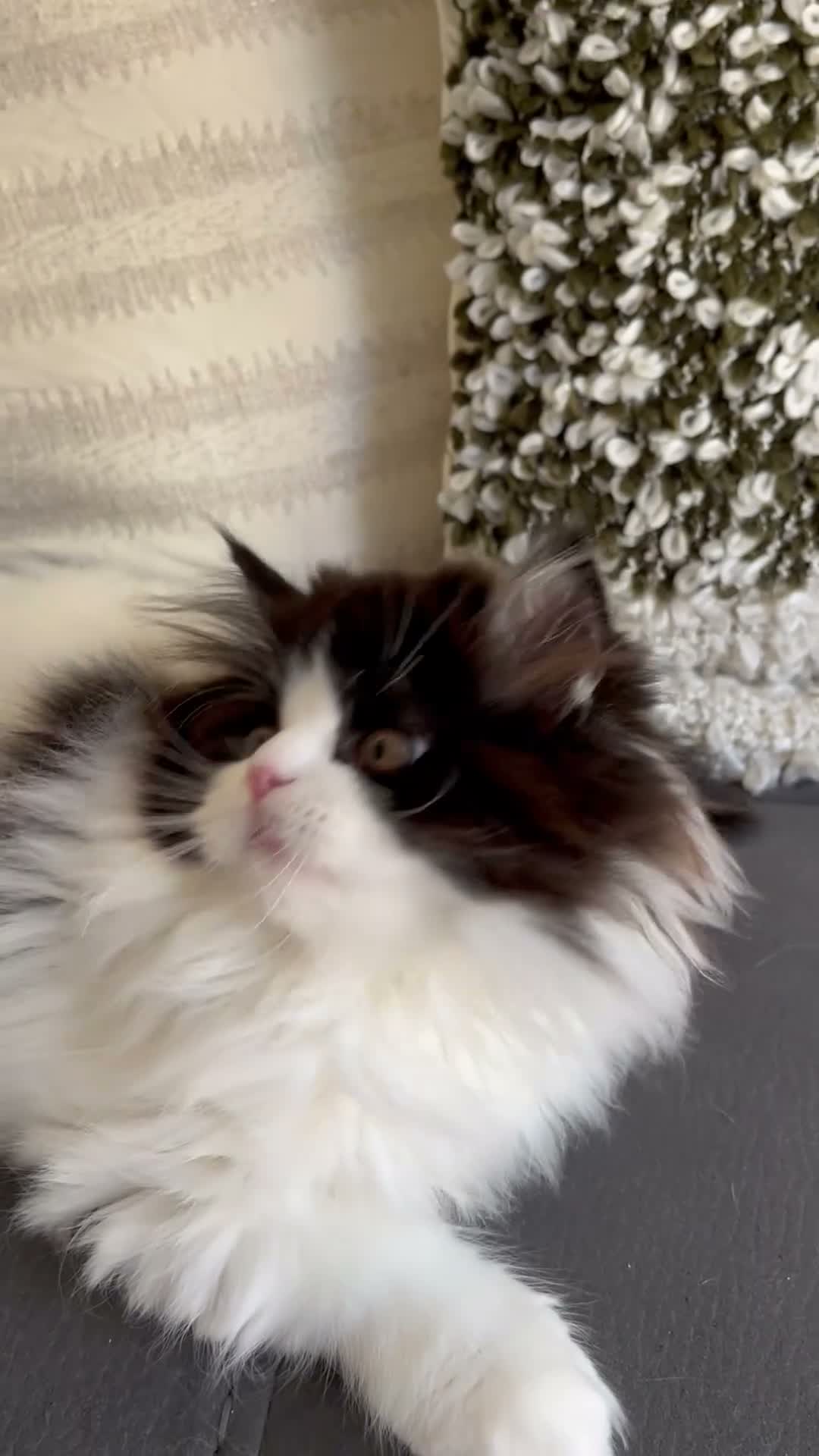 Persian cats for sale: Final Persian x Ragdoll female - Video 1