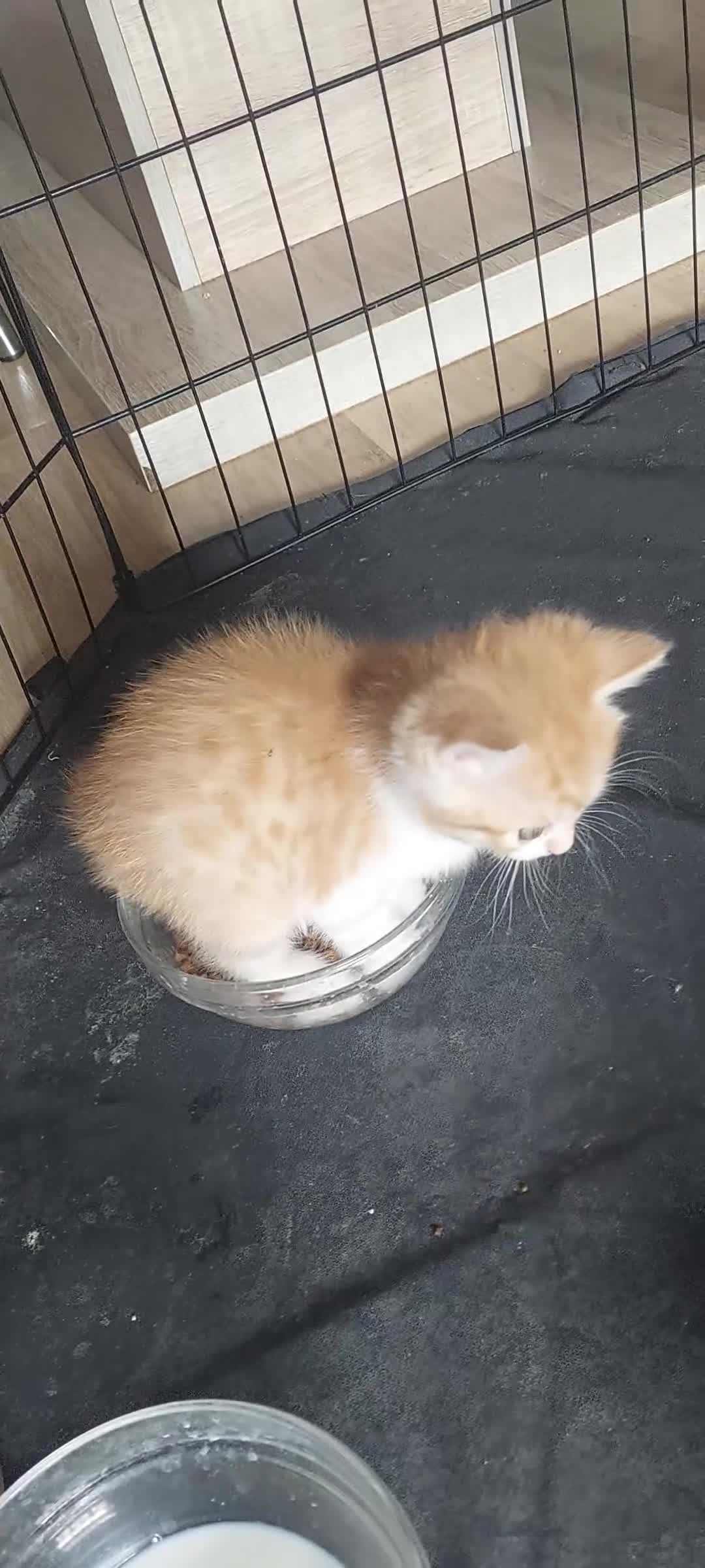 Mixed Breed cats for sale: 4 kittens (8 weeks old) - Video 1
