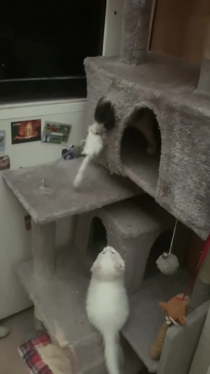 Mixed Breed cats for sale: Four adorable, cuddly kittens - Video 5
