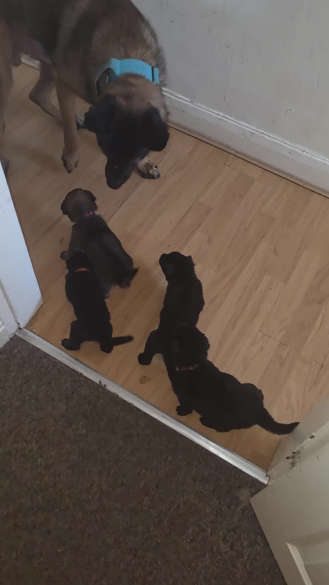 German Shepherd dogs for sale: Stunning German shepherd puppies outstanding litte - Video 1