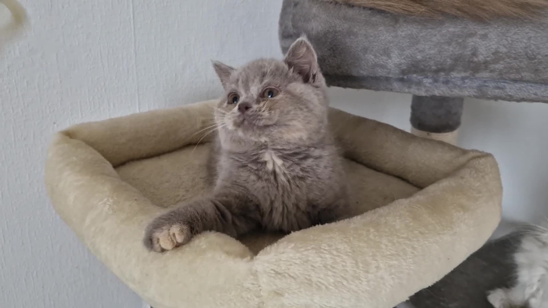 British Shorthair cats for sale: Female Lilac Tortie kitten British Shorthair - Video 1