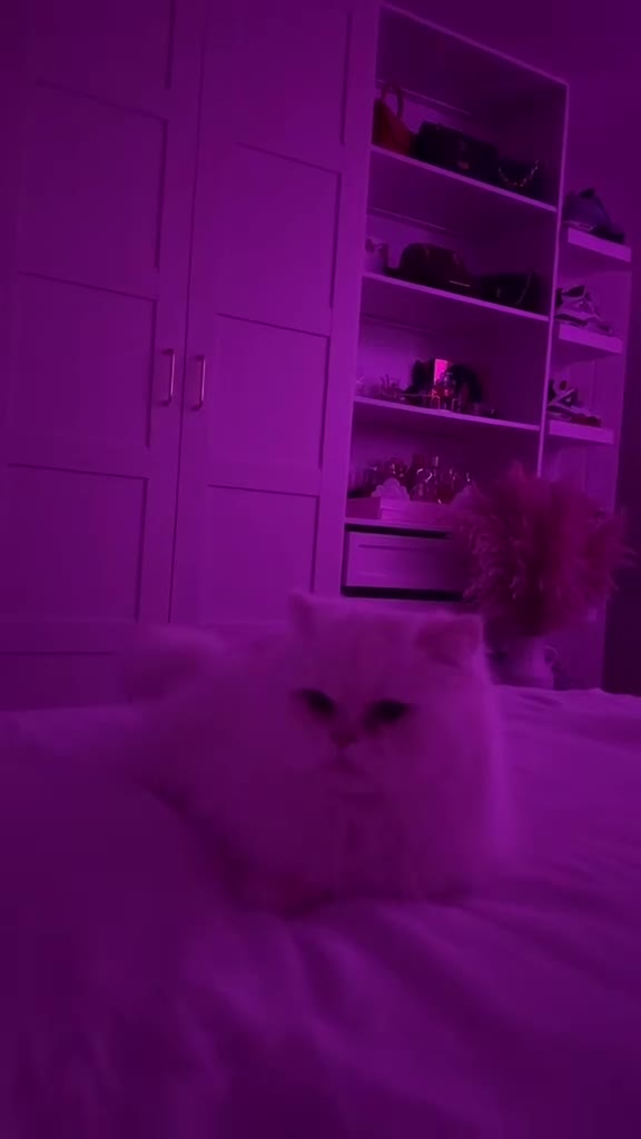 Persian cats for sale: Persian cat for sale urgent - Video 1