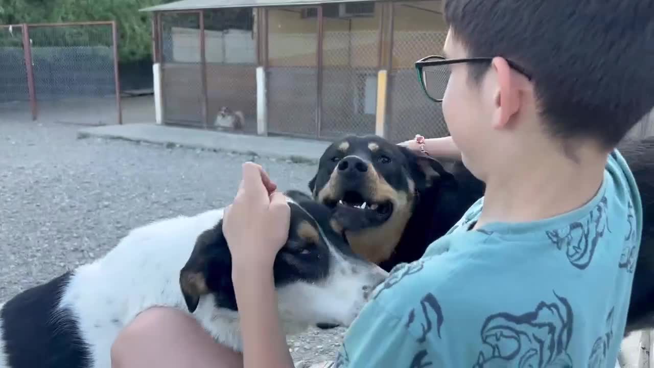 Mixed Breed dogs for adoption: Toffee and Treacle waiting for someone to love  - Video 3