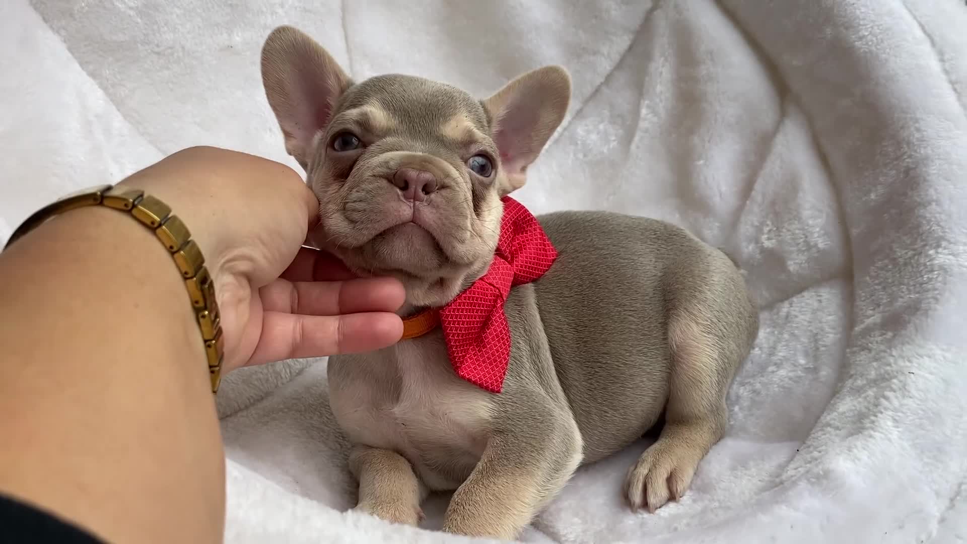 French Bulldog dogs for sale: NEWSHADE ISABELLA FRENCH BULLDOGS - Video 1
