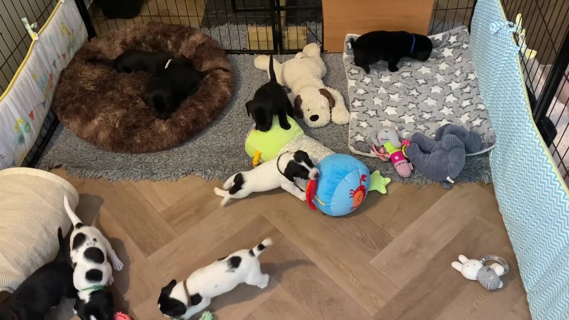 Springador dogs for sale: STUNNING SPRINGADOR PUPPIES  - Video 1