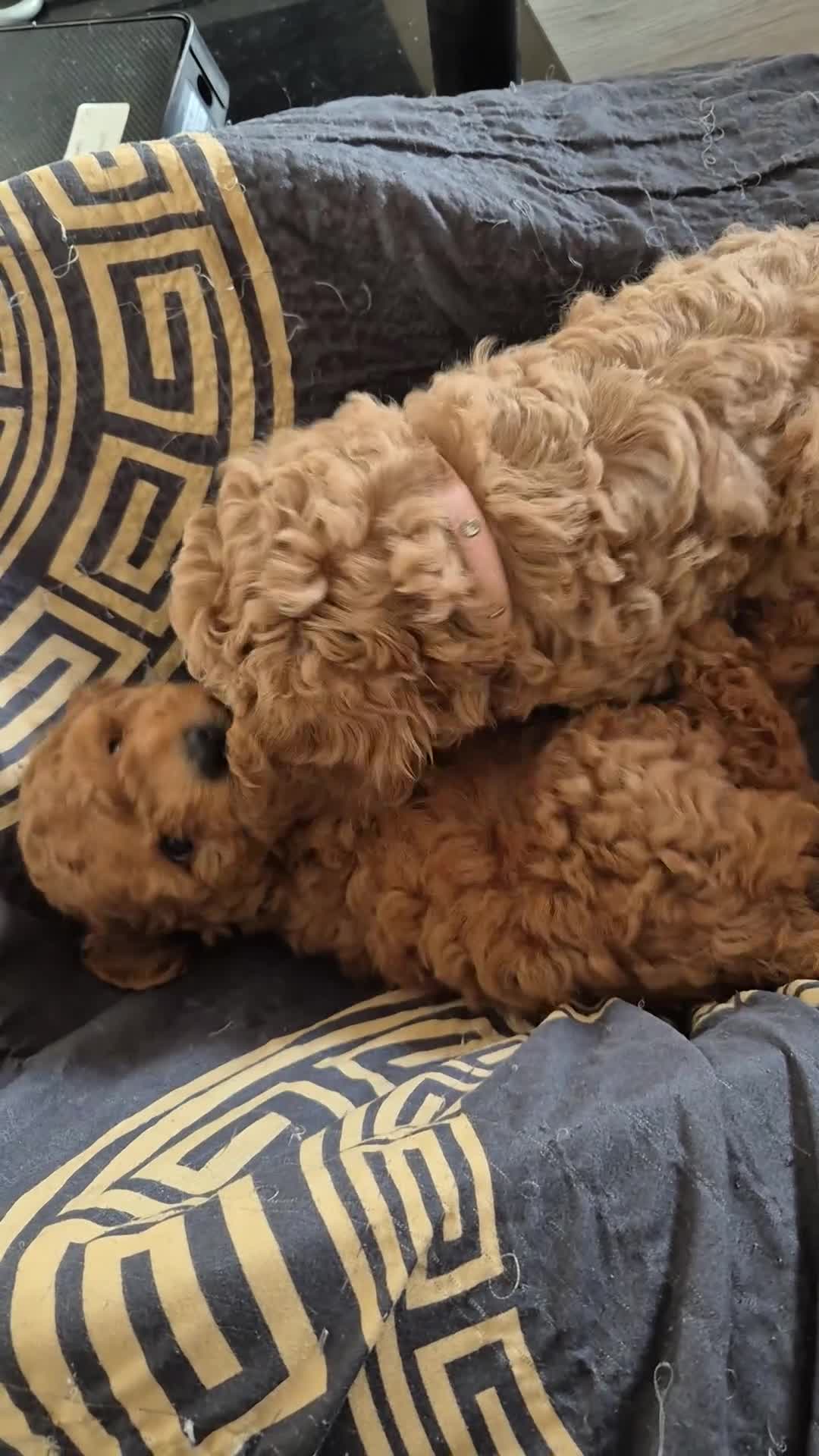 Cockapoo dogs for sale: Gorgeous Cockapoo For Sale - Video 5