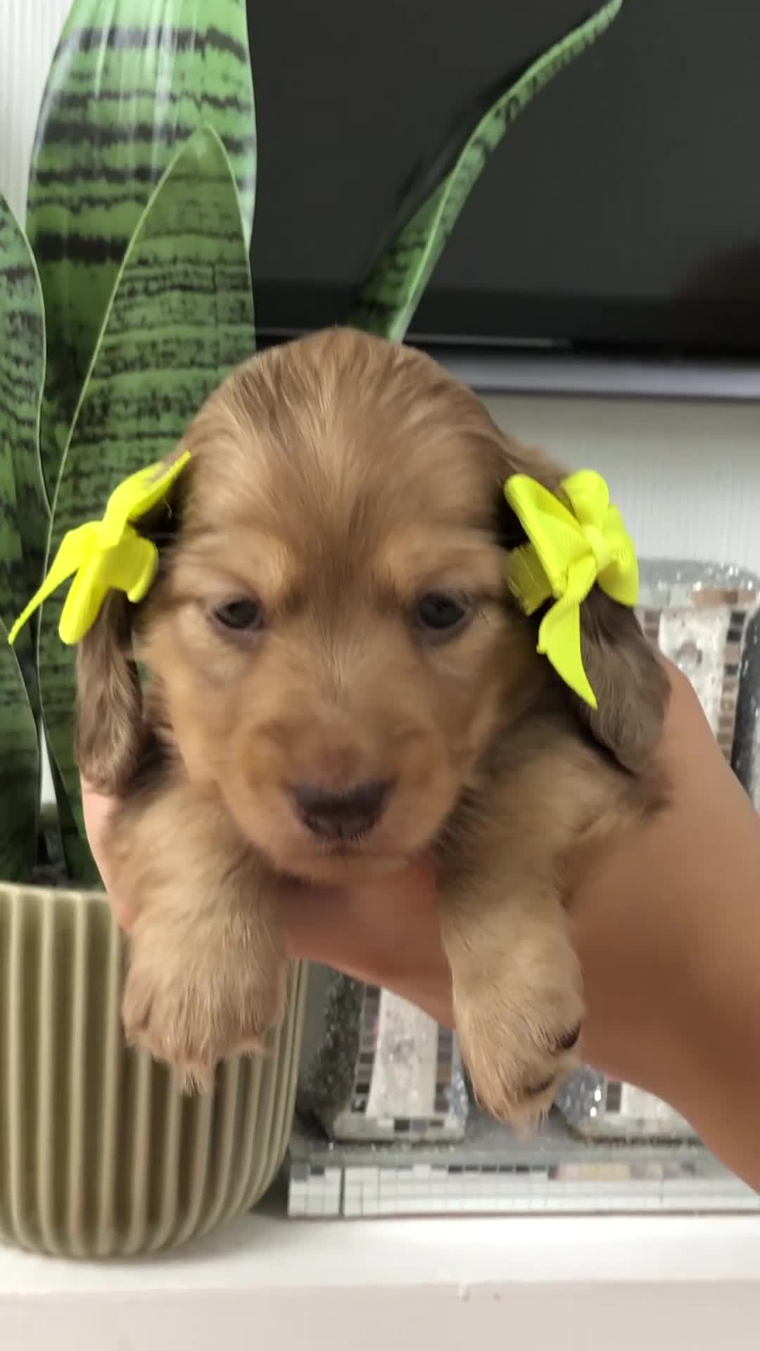Miniature Dachshund dogs for sale: 𝕃𝕠𝕟𝕘 𝕙𝕒𝕚𝕣𝕖𝕕 𝕔𝕣𝕖𝕒𝕞 𝕡𝕦𝕡𝕡𝕚𝕖𝕤 🧸 - Video 4