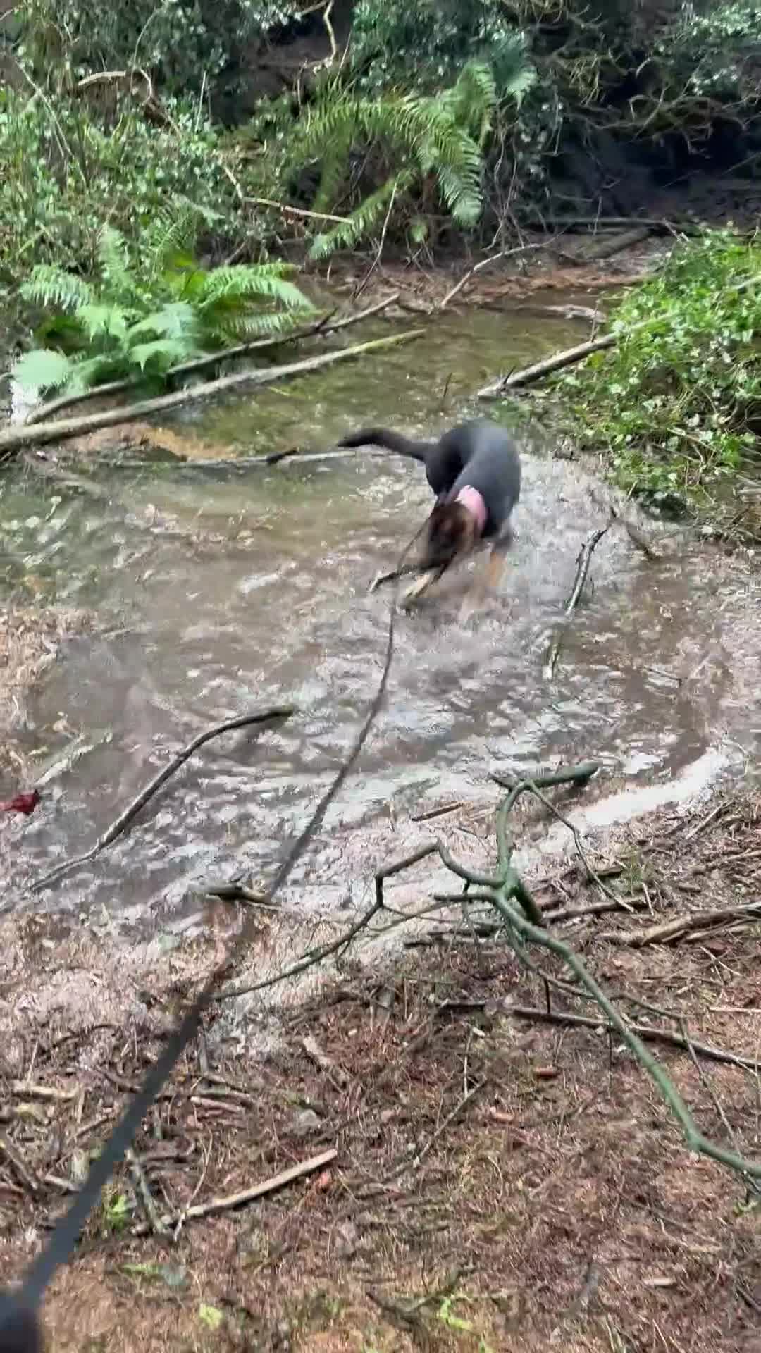 German Shepherd dogs for sale: 1yo German shepherd female for sale  - Video 1