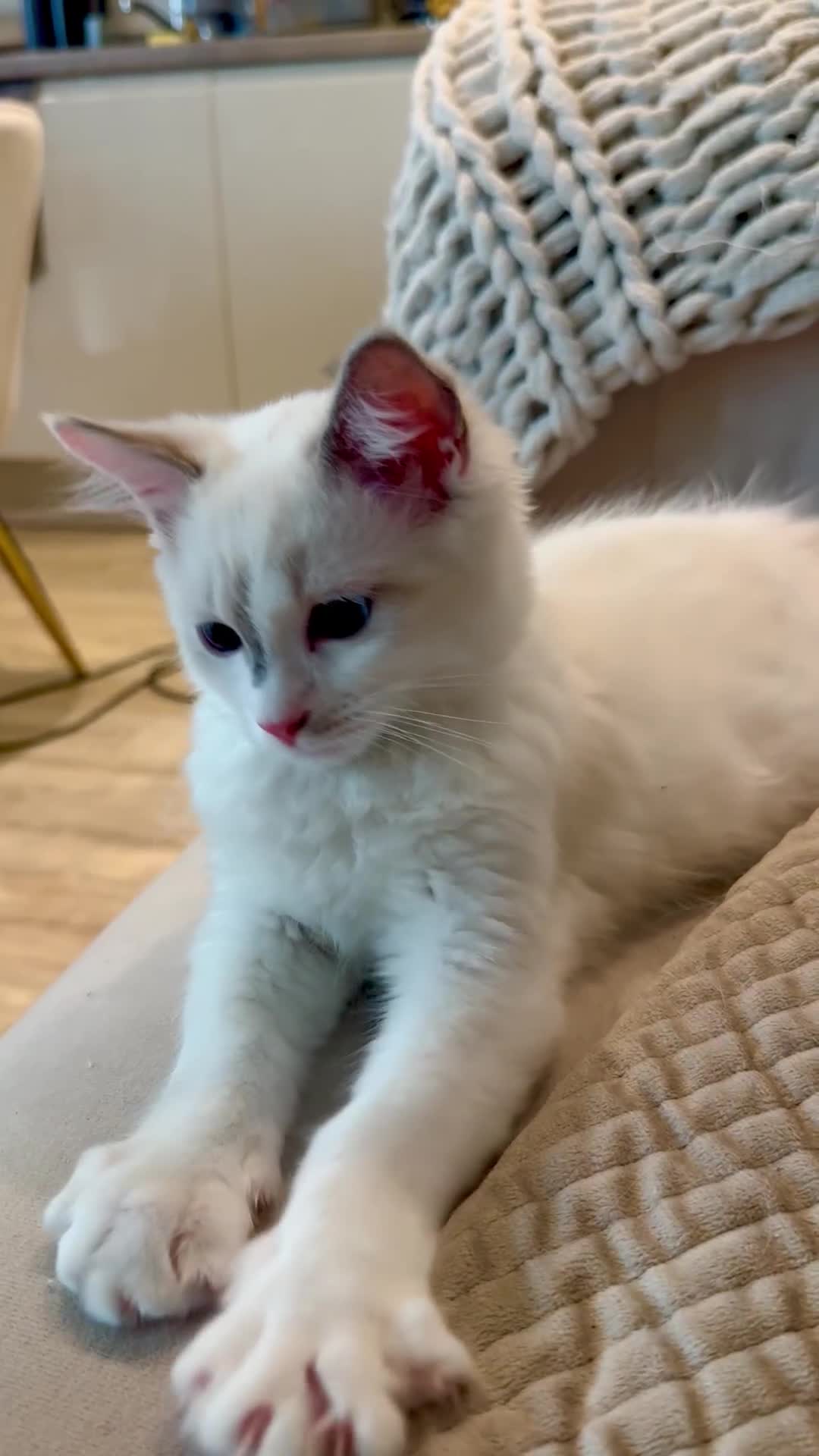 Ragdoll cats for sale: ✨🐾 Beautiful Ragdoll Kittens ✨🐾 - Video 1