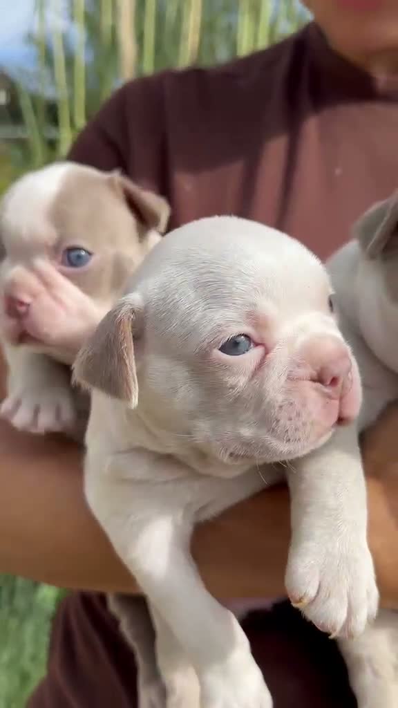 Boston Terrier dogs for sale: 5 KC Boston Terriers  - Video 1