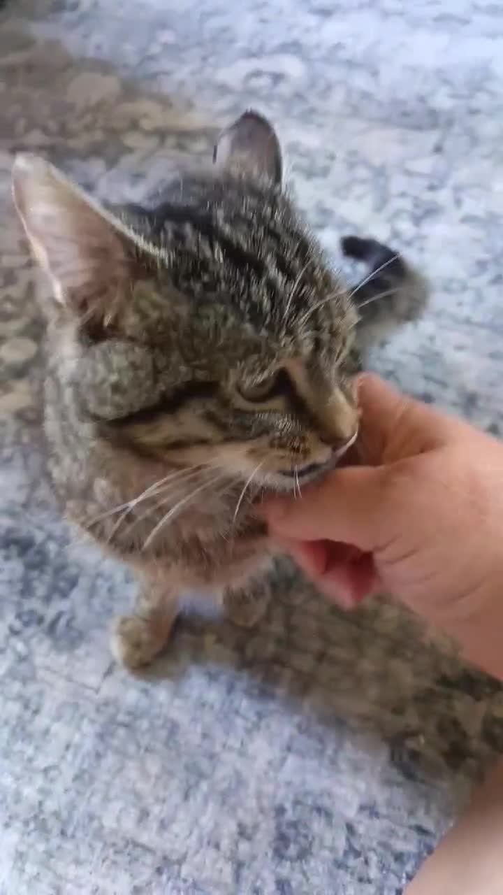 Mixed Breed cats for sale: (FREE) Tabby male cat - Video 2