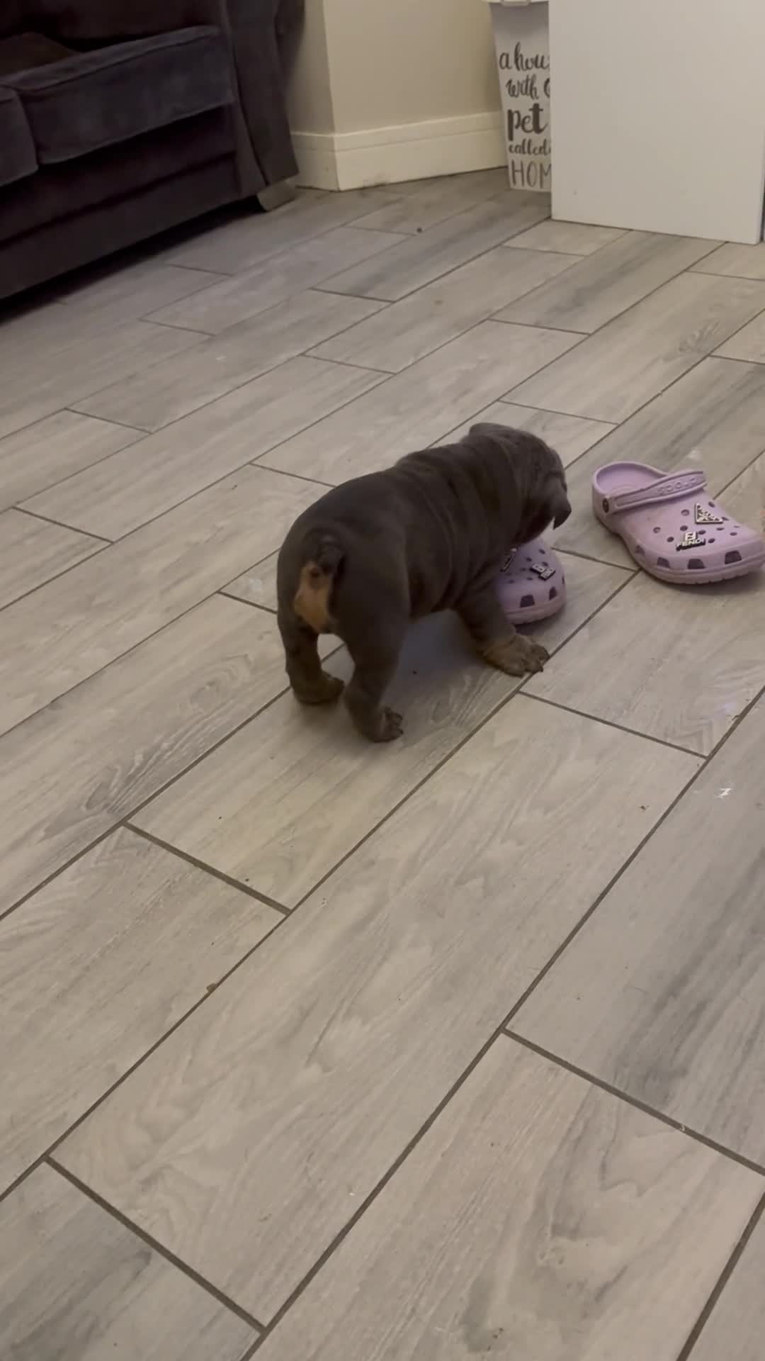 English Bulldog dogs for sale: Bettie & 007 babies short compact   - Video 1