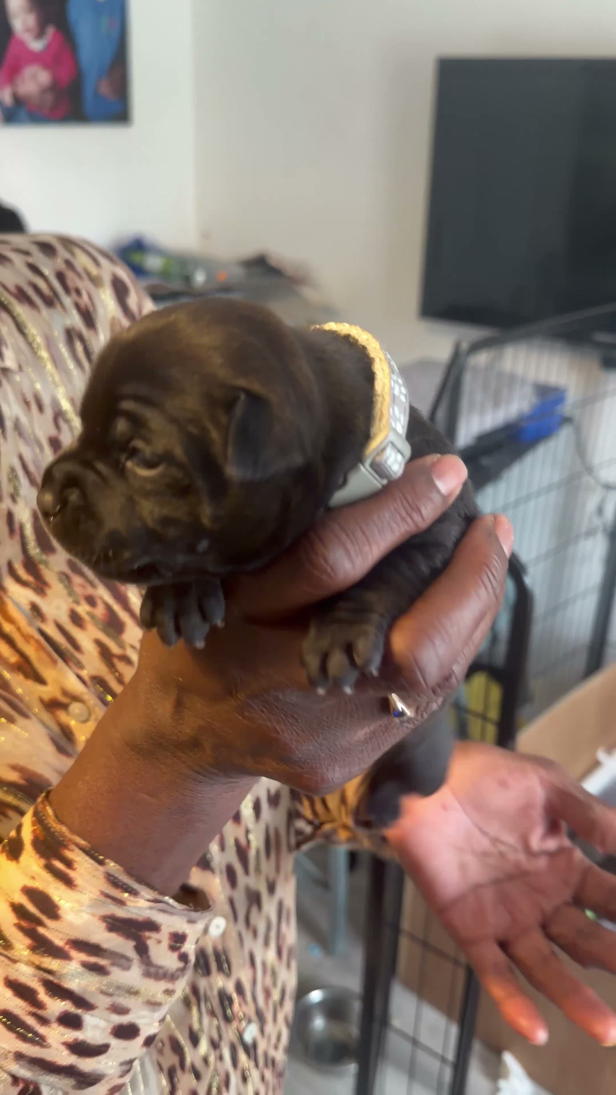 Staffordshire Bull Terrier dogs for sale: (BULLSCAFF) CHAMPION SIRED SBT puppies  - Video 2