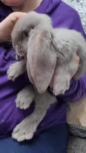 French Lop rabbits for sale: Pure Bred French Lop babies - Video 1