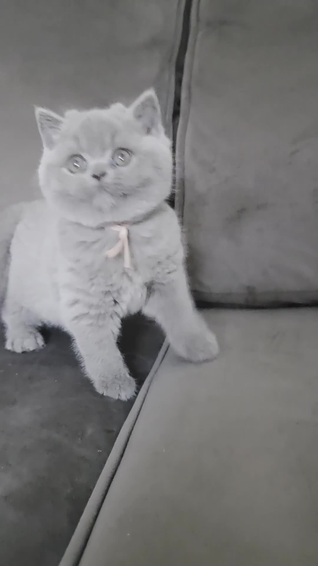 British Shorthair cats for sale: Gccf registered blue British shorthair boy left  - Video 1