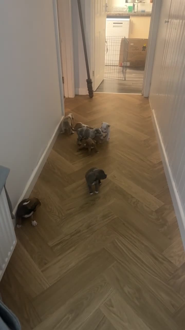 Mixed Breed dogs for sale: 7 Gorgeous Lurcher x Pocket Bully Pups  - Video 1