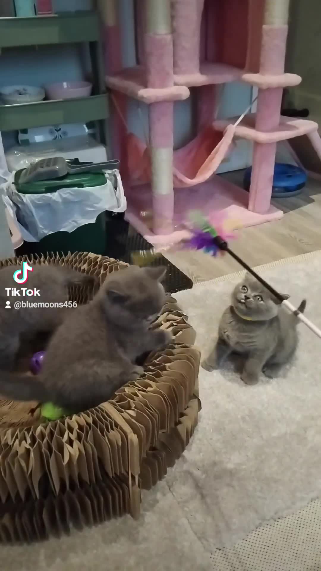 British Shorthair cats for stud: Active GCCF British Shorthair Stud  - Video 5