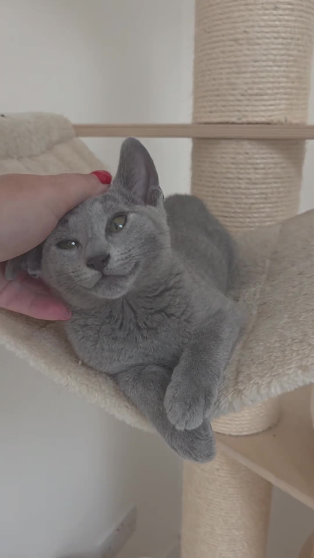 Russian Blue cats for sale: 💥PRICE REDUCED – Russian Blue, TICA - Video 1