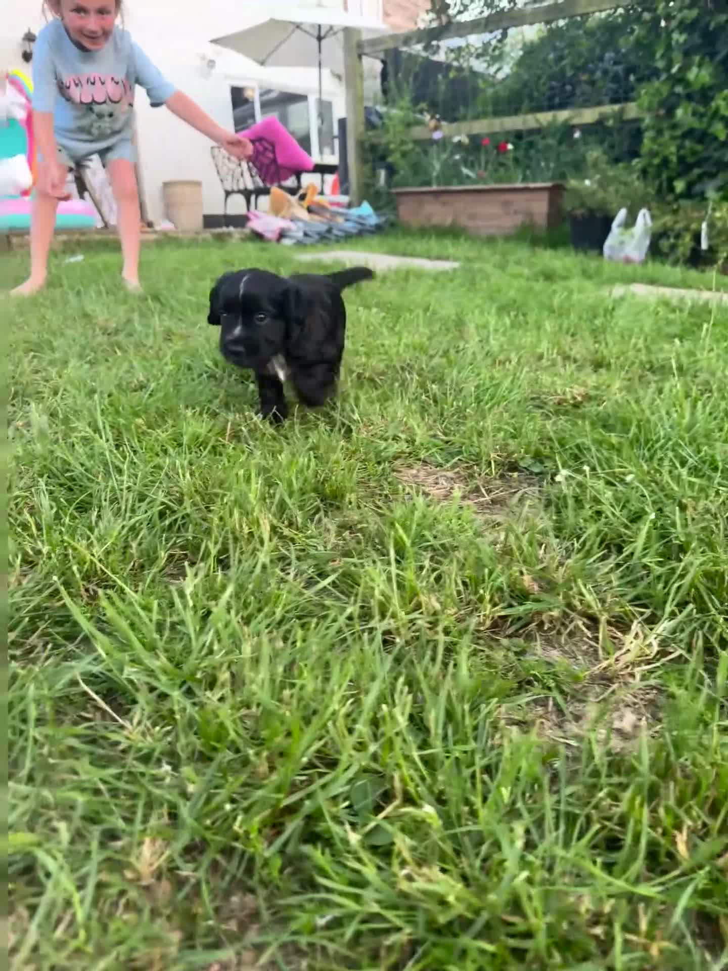 Cocker Spaniel dogs for sale: Working Cocker Spaniel Puppies - Video 3