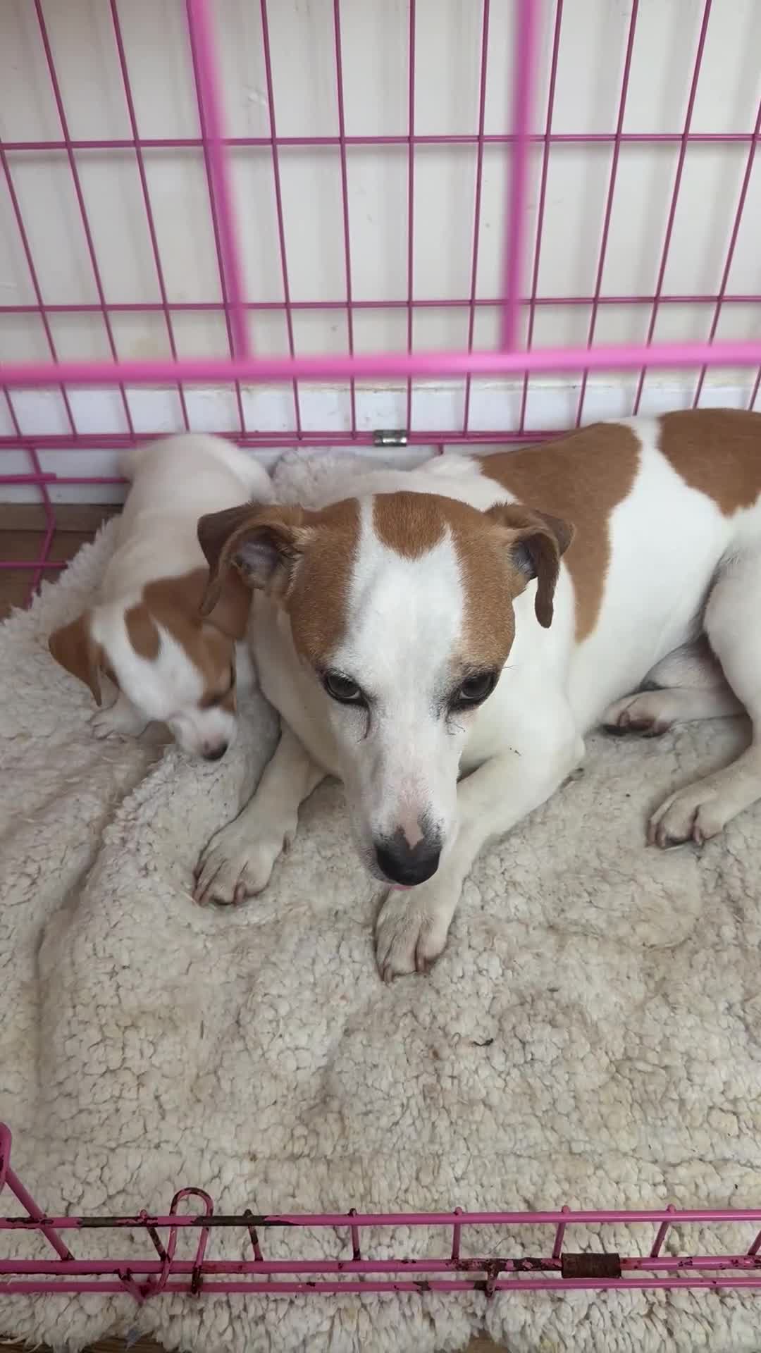 Jack Russell dogs for sale: Jack Russell  in London - Video 1