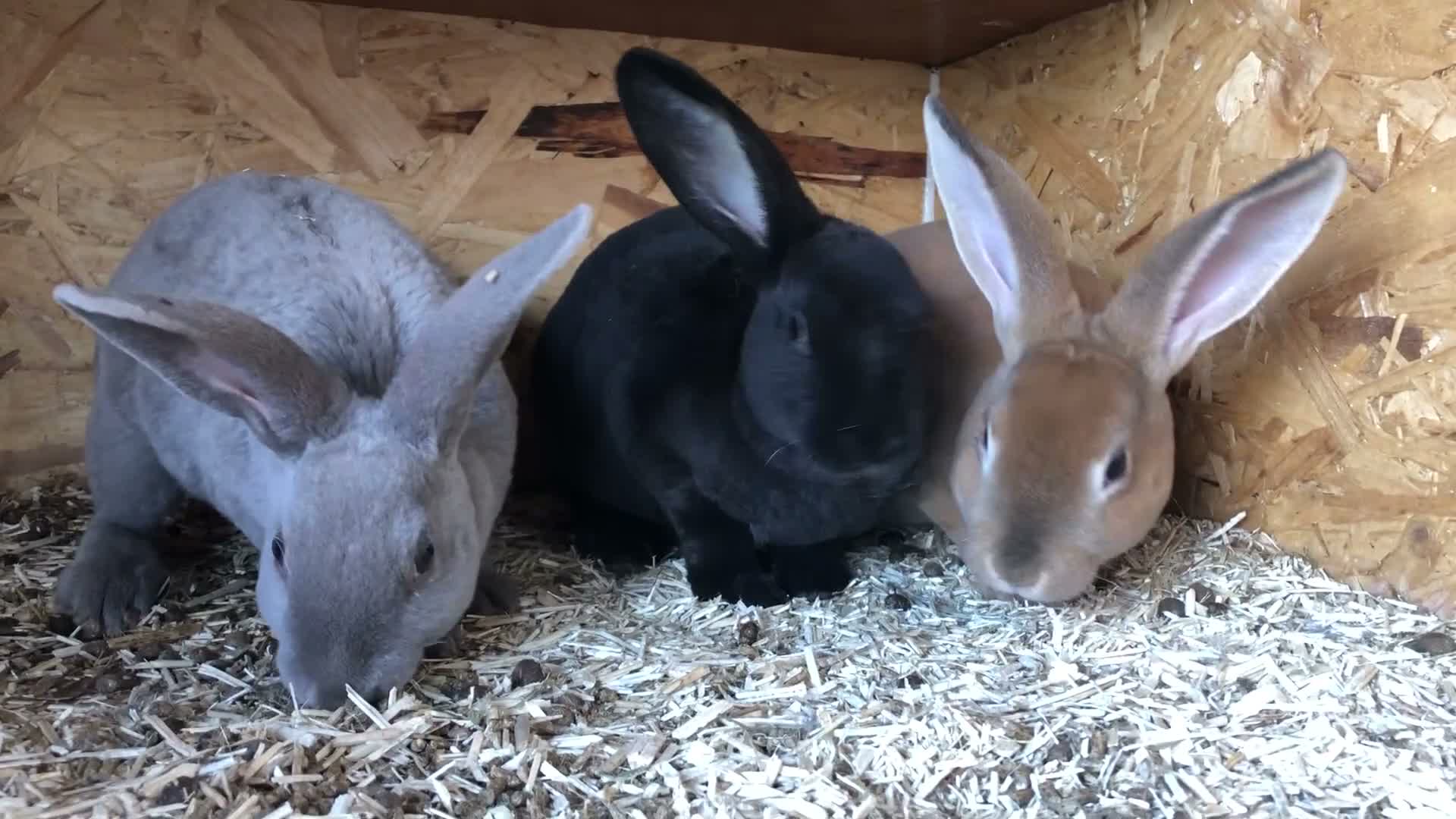 Rex rabbits for sale: Pure breed velvet mini and standard Rex rabbits - Video 1