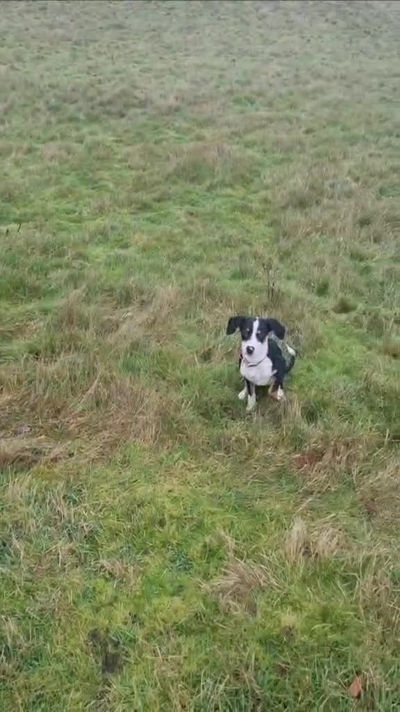 Mixed Breed dogs for adoption: Harry the small cheeky boy  - Video 1