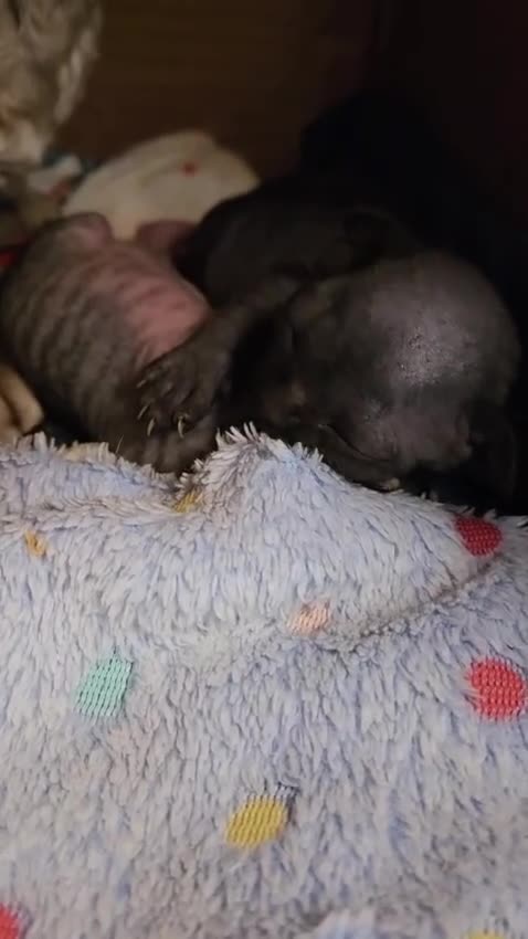 Devon Rex cats for sale: Beautiful Devon Rex Kittens 💛 - Video 2