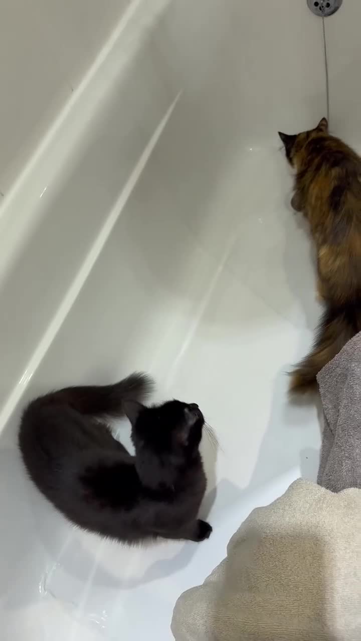 British Longhair cats for sale: Mushroom - Video 3
