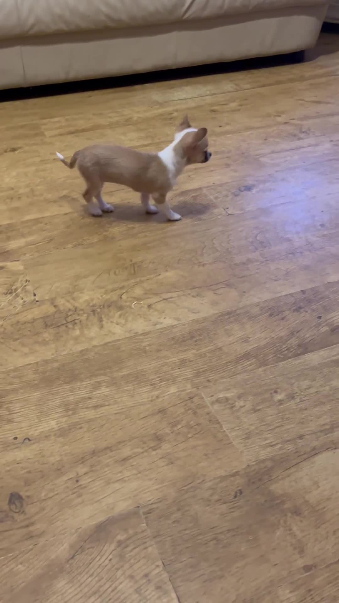 Chihuahua dogs for sale: Chihuahua Puppy - Video 1
