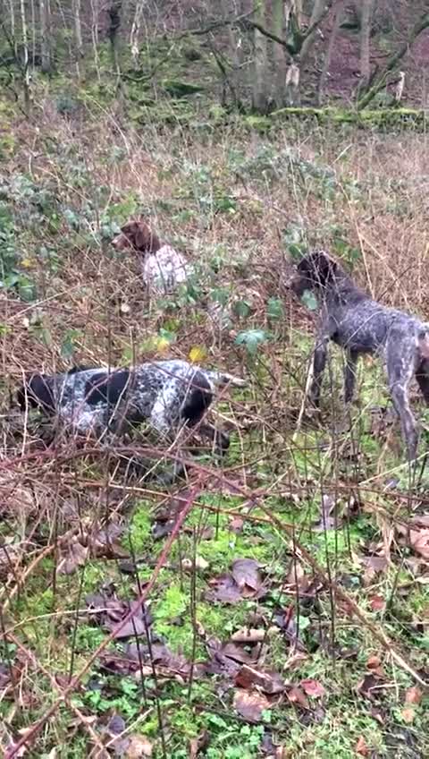 German Shorthaired Pointer dogs for sale: Adorable German Shorthaired Pointer Puppies  - Video 2