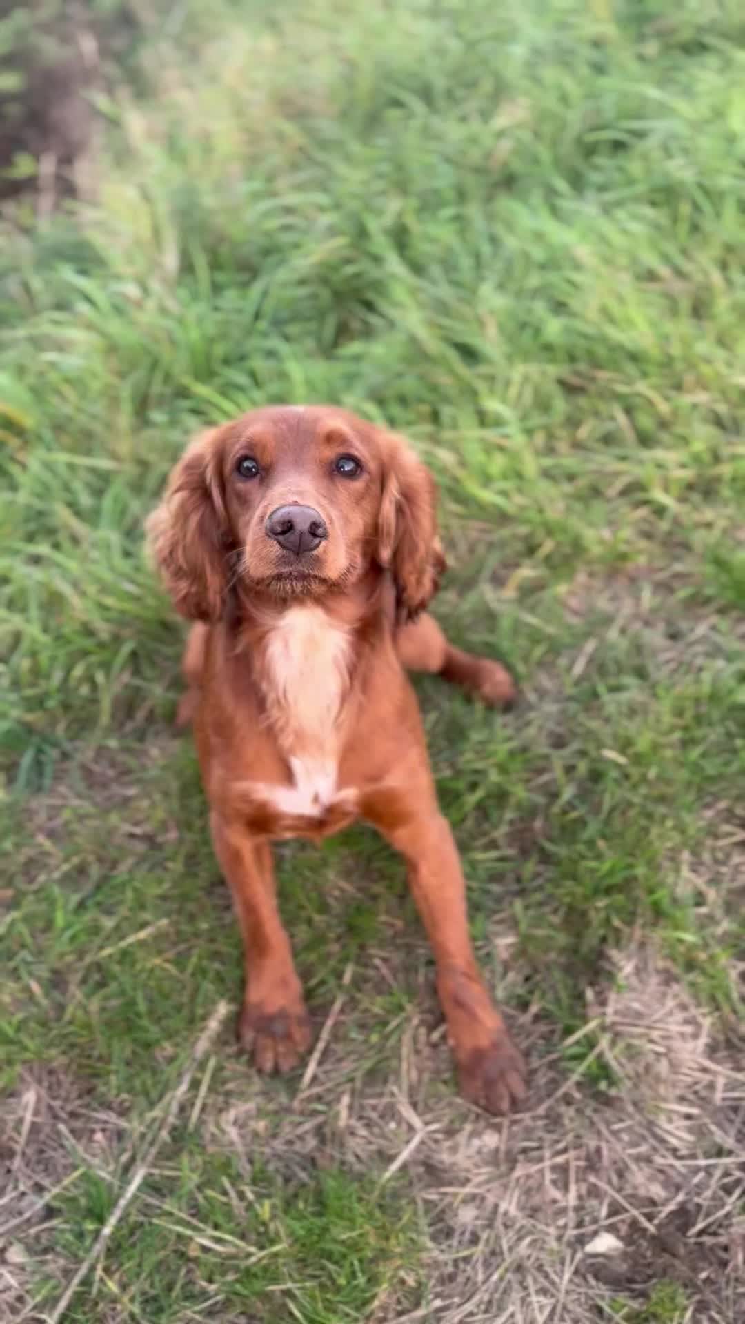 Cocker Spaniel dogs for stud: Proven Red KC REG Working Cocker Spaniel STUD in Chelmsford - Video 1