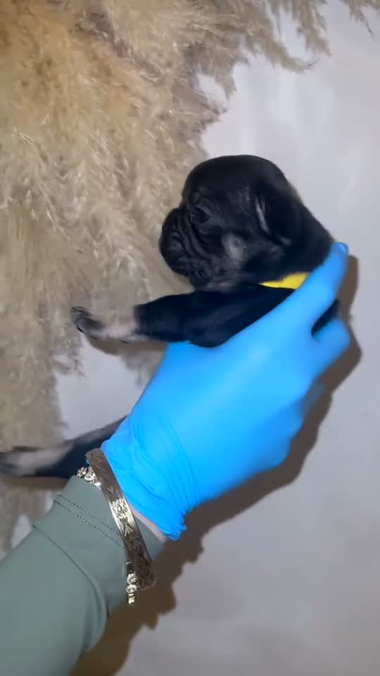 French Bulldog dogs for sale: Beautiful French bulldog puppies for sale  - Video 3