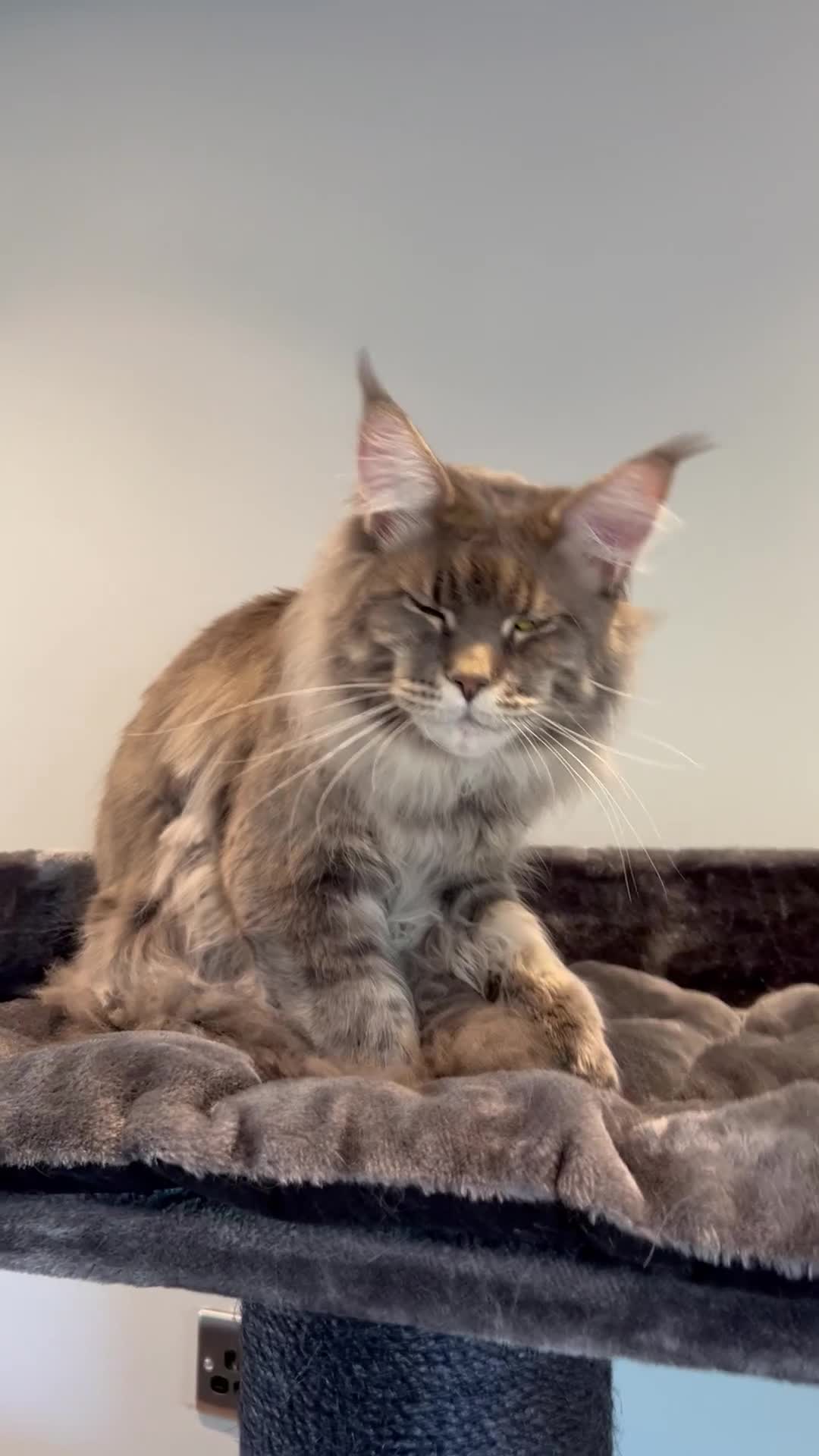 Maine Coon cats for sale: XL Russian Cubs 🇷🇺💙 in Bradford - Video 2
