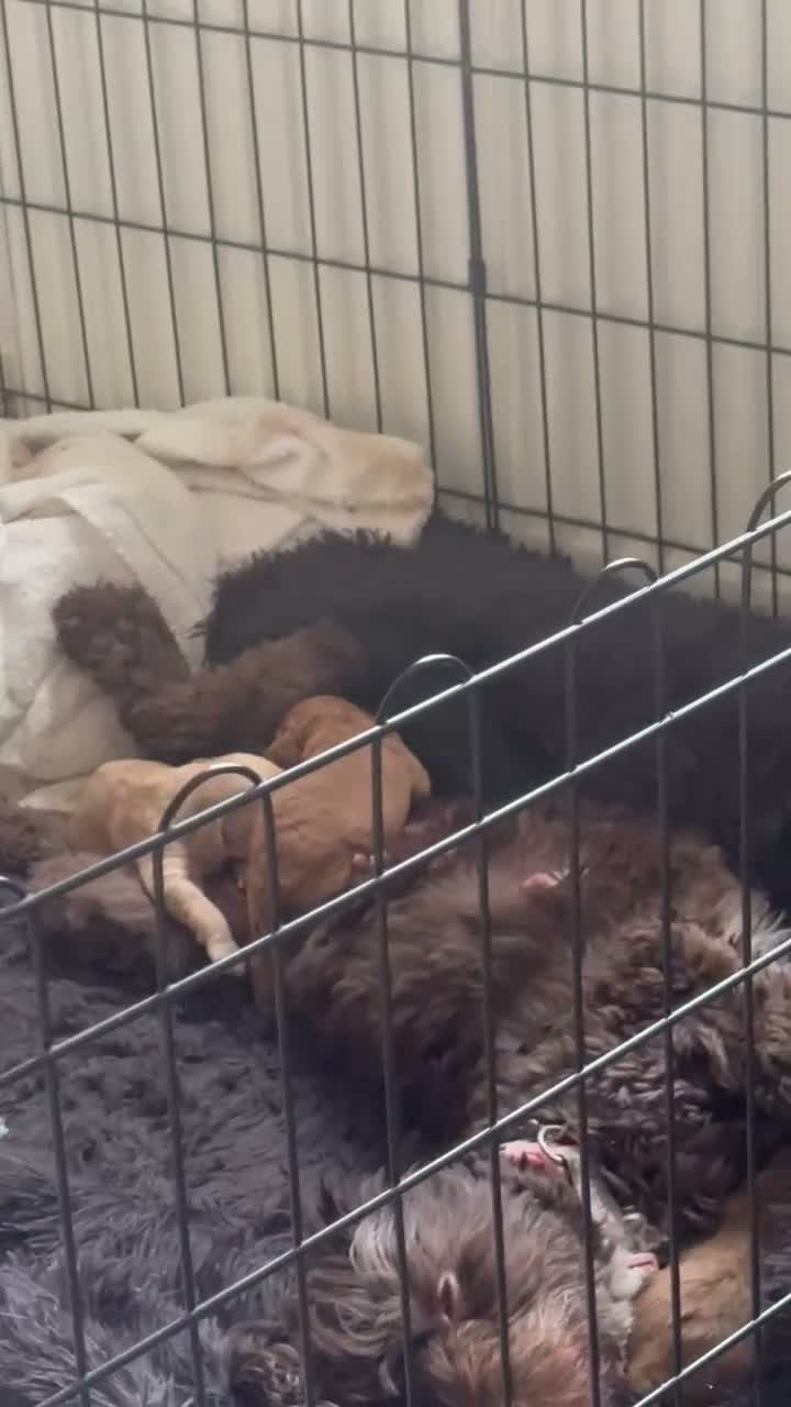 Cockapoo dogs for sale: 4 girls 1 boy beautiful cockapoos - Video 1
