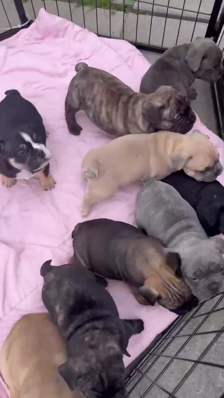 Mixed Breed dogs for sale: FRENGLISH BULLDOG PUPPIES - Video 3