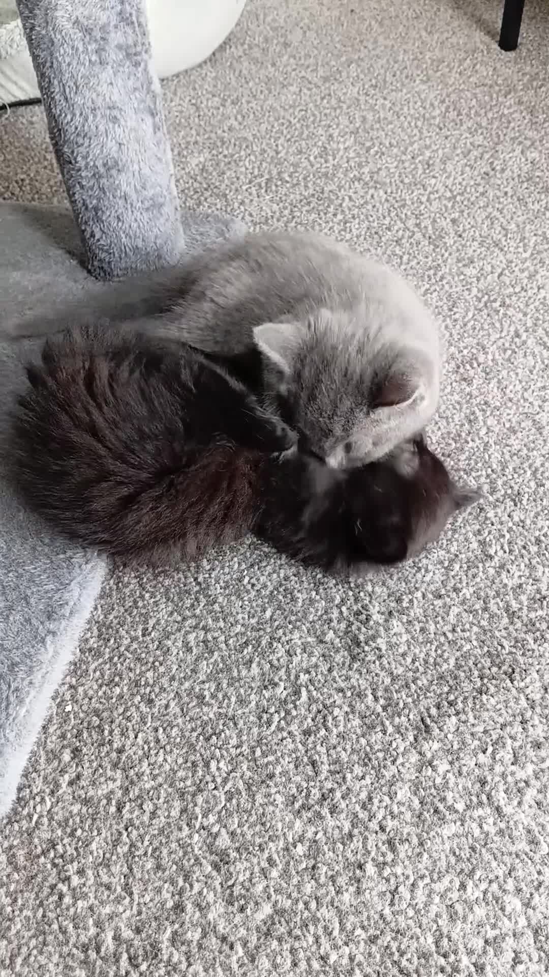 Mixed Breed cats for sale: Adorable Kittens Looking for Their Forever Homes  in Castleford - Video 1