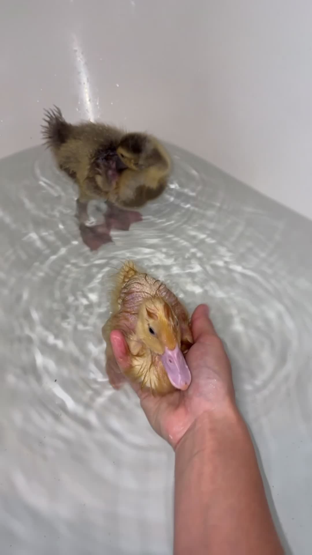 Ducks poultry for sale: 2 runner ducklings for sale - Video 2
