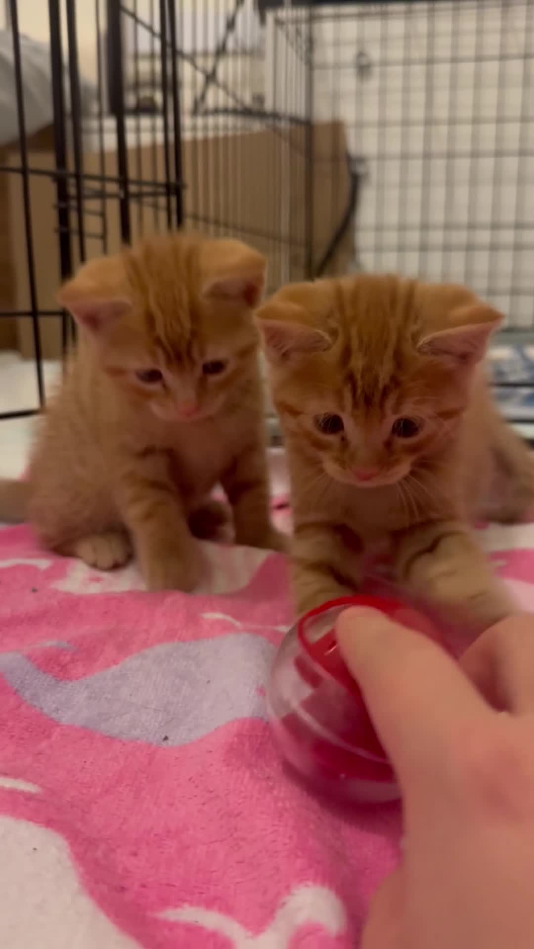British Shorthair cats for sale: Gorgeous Ginger Tabby Mixed BSH Kittens  - Video 4