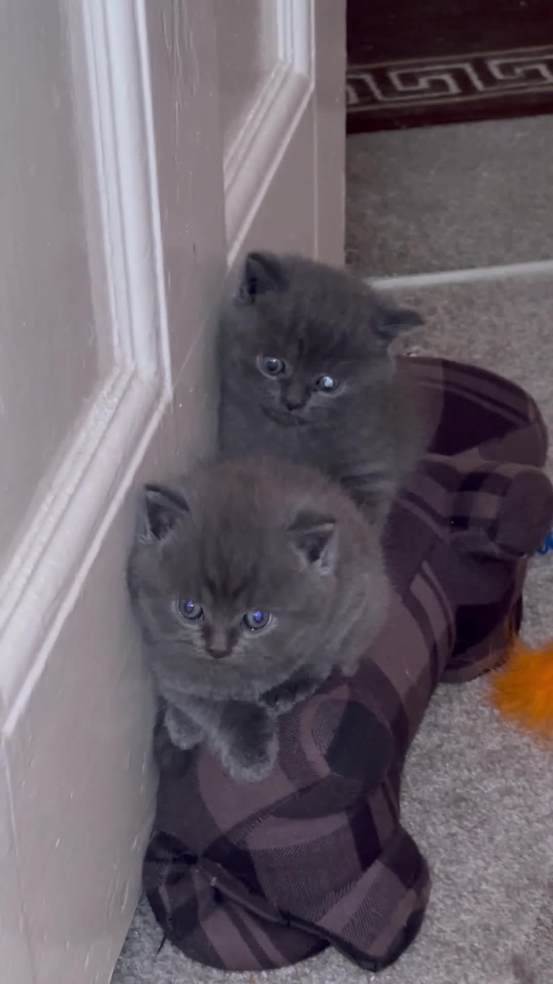 British Shorthair cats for sale: British shorthair kittens  - Video 1
