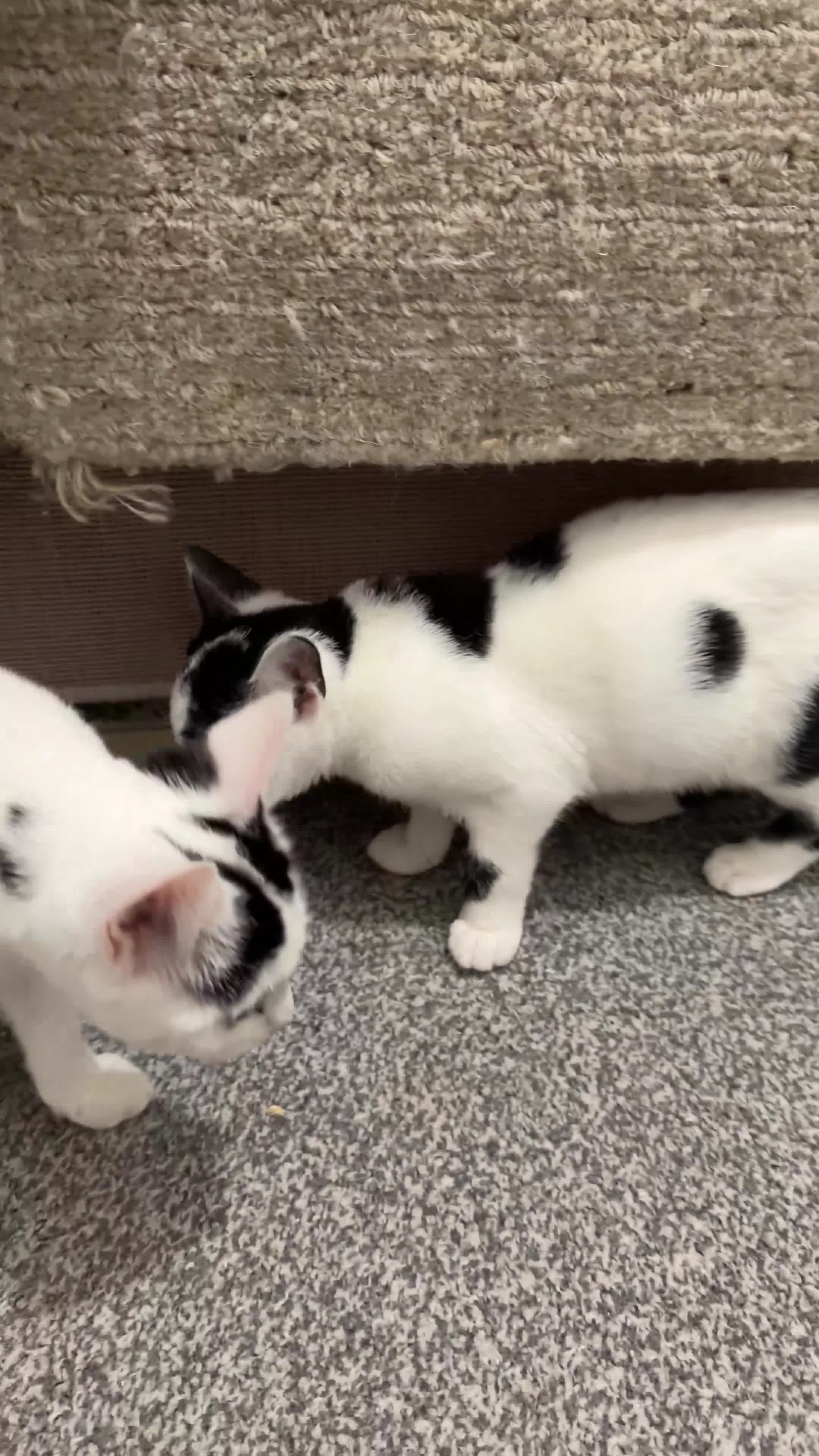 Domestic Shorthair cats for sale: Adorable Black & White Domestic Shorthair Kittens - Video 4