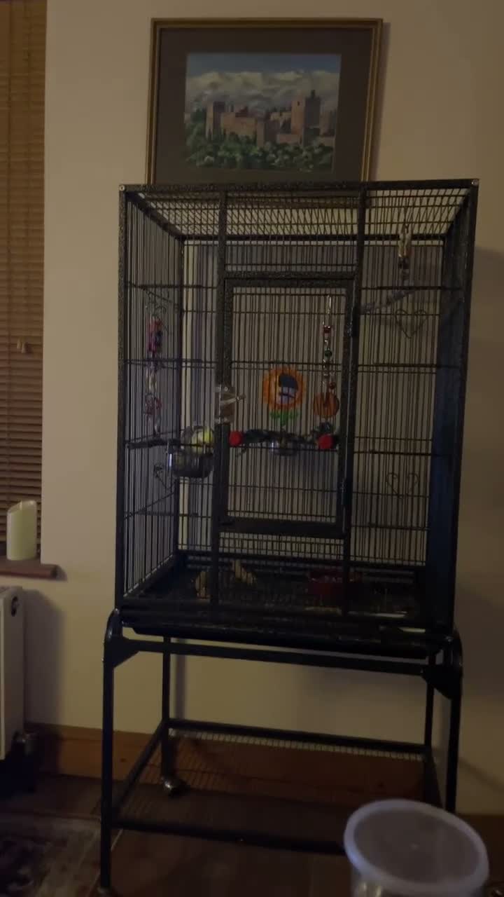 Cockatiels birds for sale: Male Cockatiel 10 weeks old  - Video 1