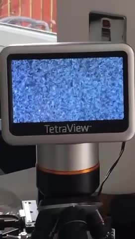 West Highland Terrier dogs for stud: West Highland Terrier in Lanark - Video 1