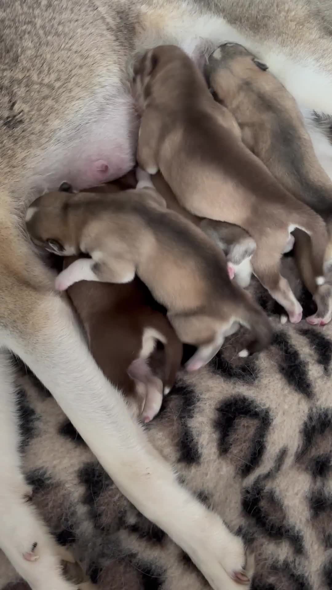 Siberian Husky dogs for sale: Siberian huskies  for sale  - Video 1